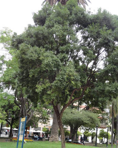 Alecrim em Maringá