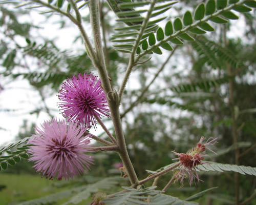 Bracatinga de Campo Mourão em Maringá
