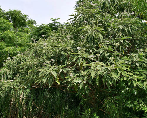 Fumo bravo em Maringá