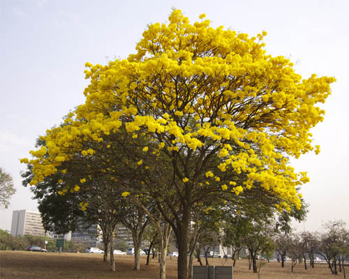 Ipê amarelo em Maringá