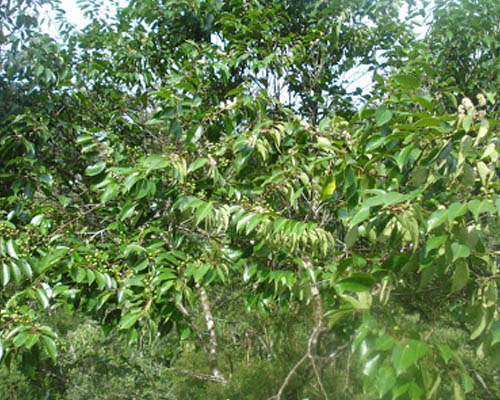 Pessegueiro bravo em Maringá